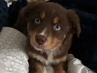 Australian Shepherd dogs Nala - Ad 31