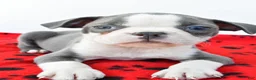 Boston Terrier dogs for sale: Ryder - Ad 5