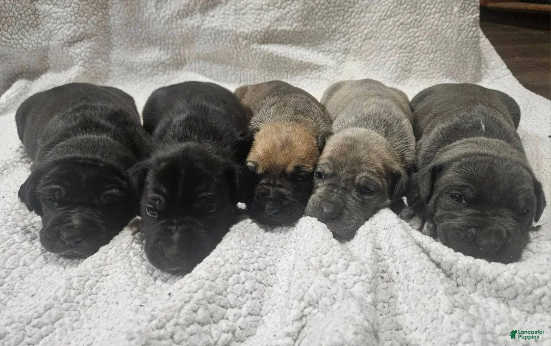 Mixed Breed dogs for sale: Starling - European Doberdane - Ad 9