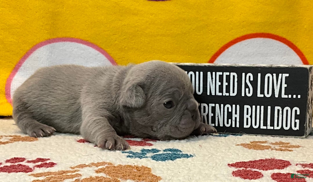 French Bulldog dogs for sale: River  - Ad 33
