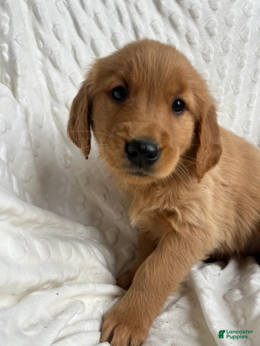 Golden Retriever dogs for sale: Golden Retriever Puppy 9 - Ad 2