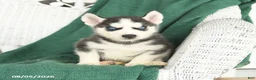 Siberian Husky dogs for sale: Victor - Ad 4