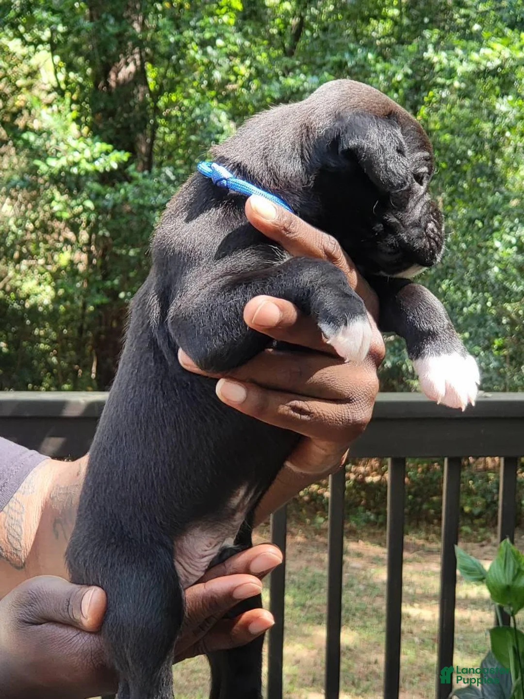 Boxer dogs for sale: Boxer 1 - Ad 2