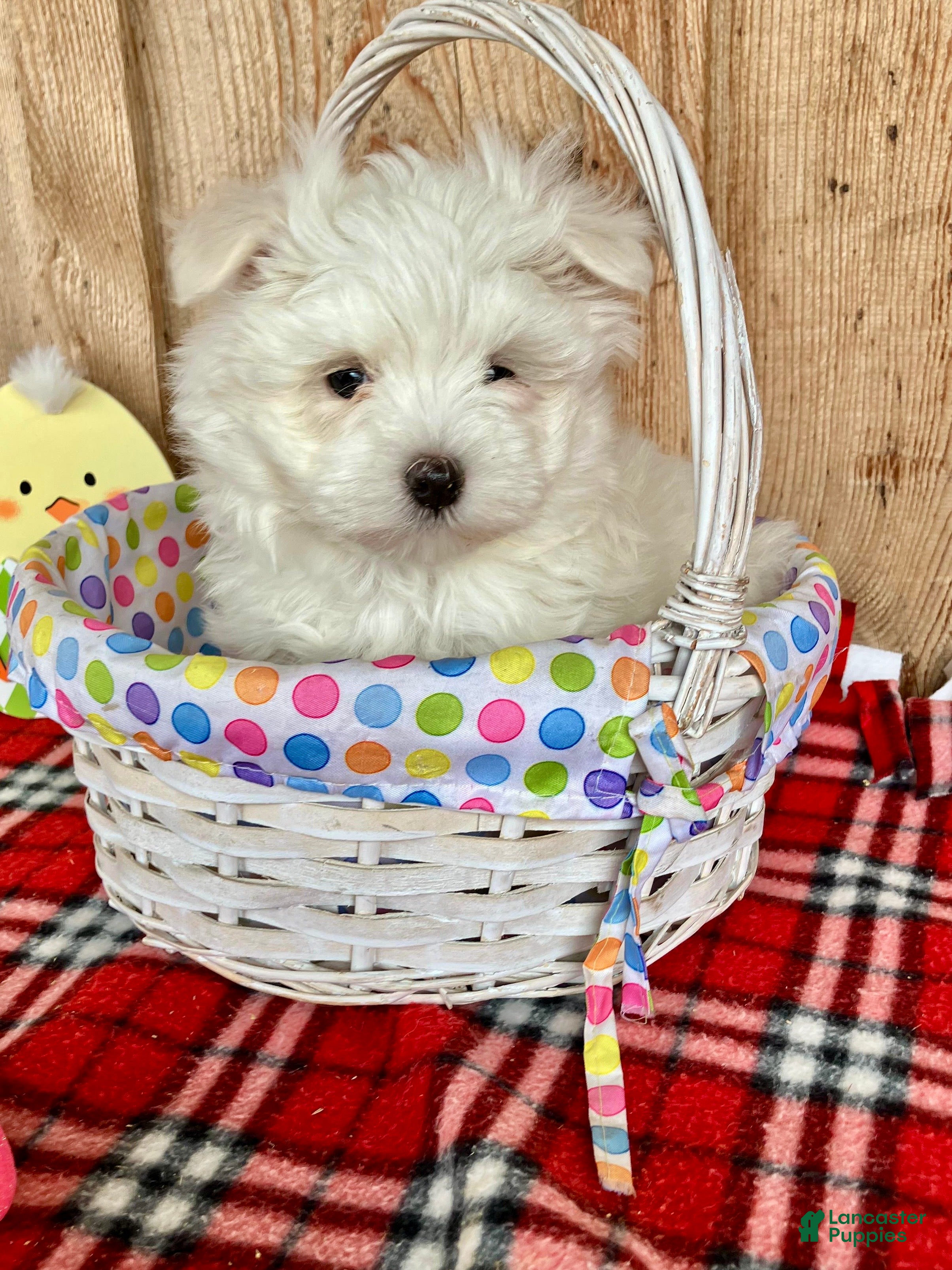 Maltese dogs Ollie - Ad 1