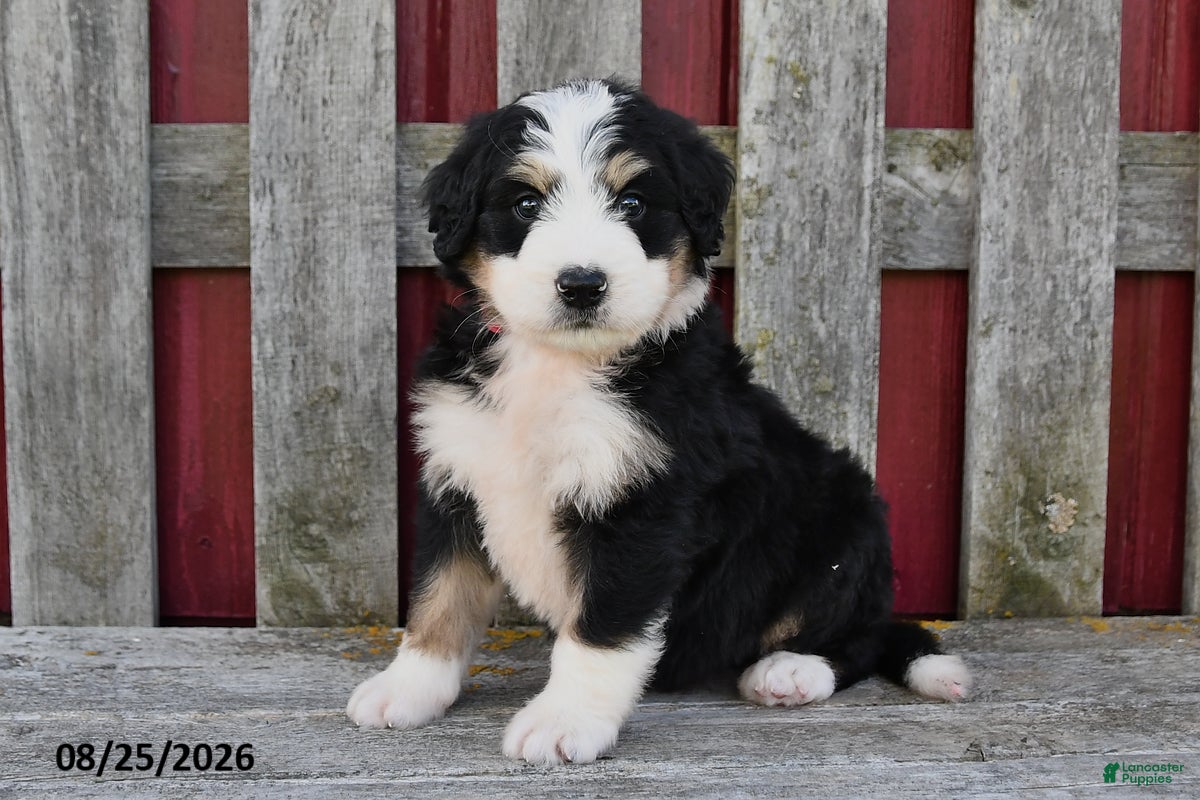 Bernedoodle dogs Theo - Ad 2