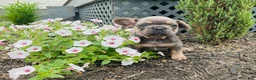French Bulldog dogs for sale: Sadie - Ad 14