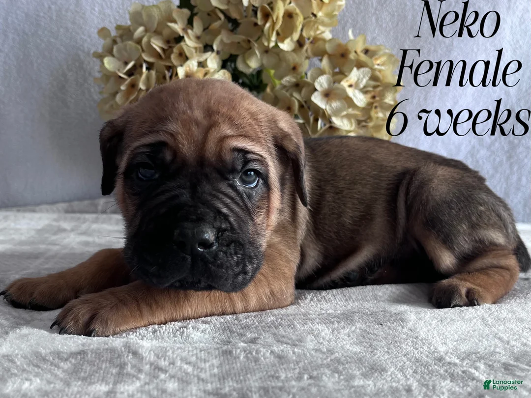 Cane Corso dogs for sale: Nikki - Ad 94