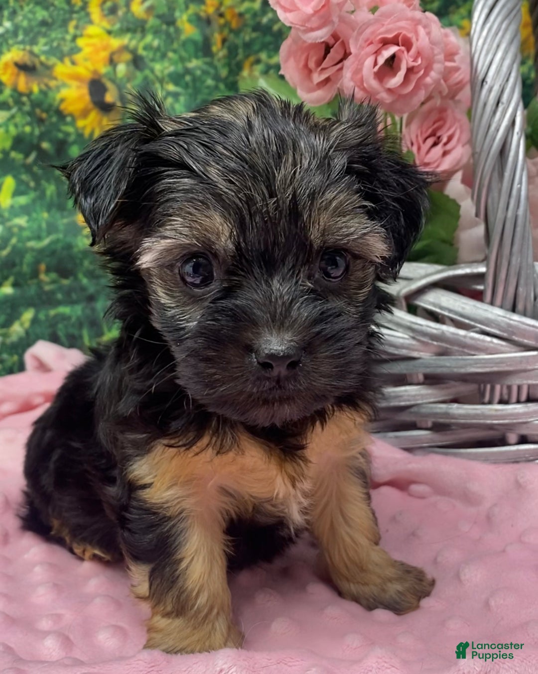 Shorkie dogs for sale: Lovely little Layla - Ad 7