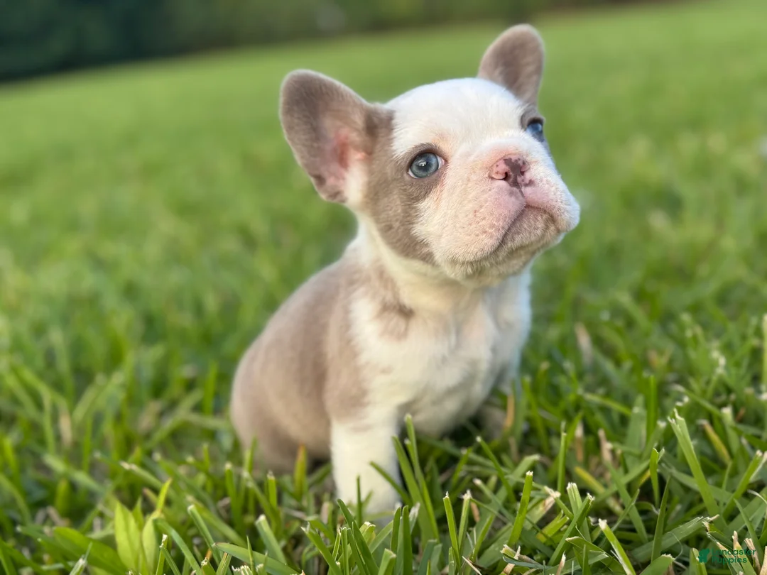 French Bulldog dogs for sale: Bubby - Ad 1