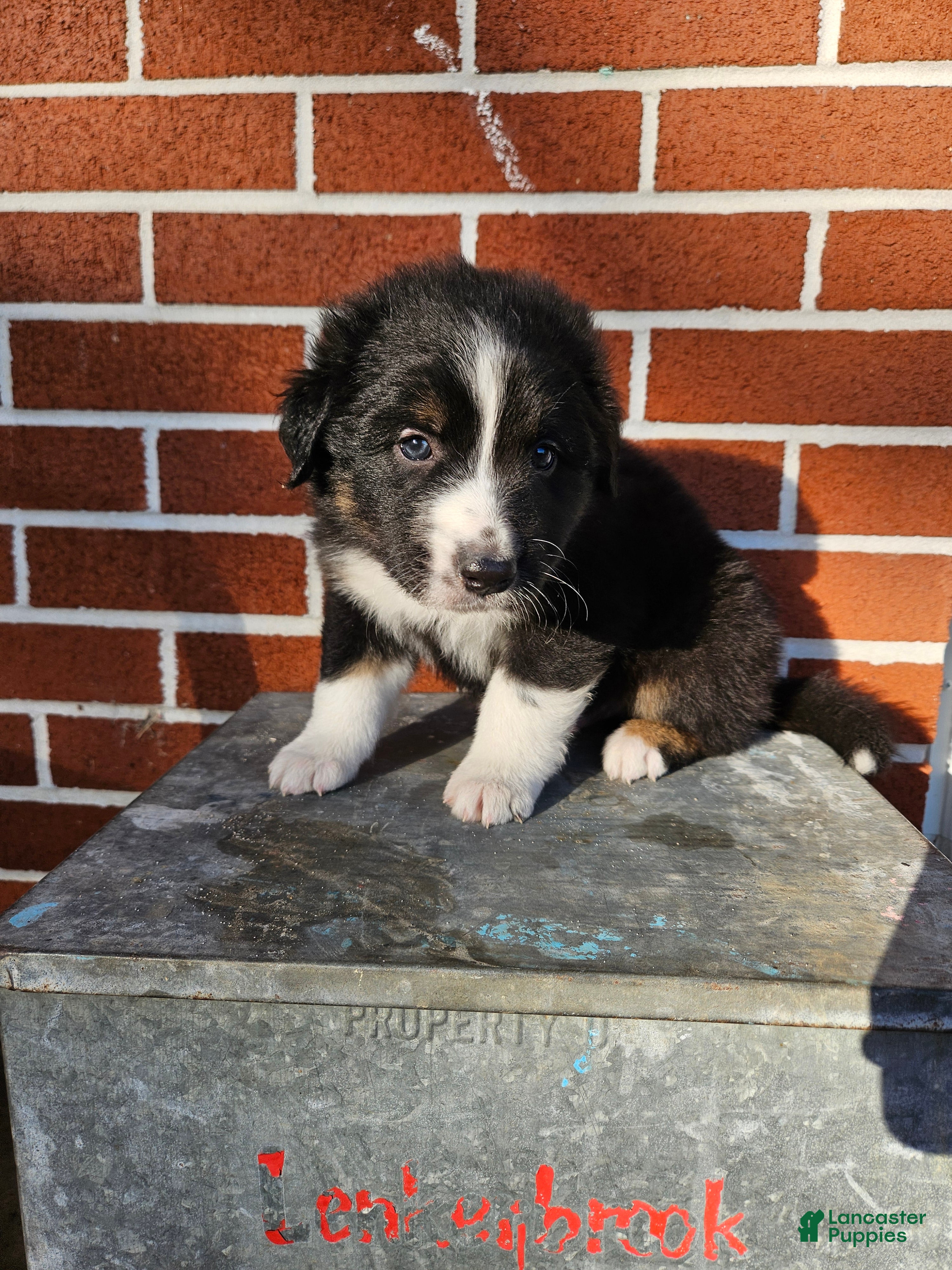 Mixed Breed dogs Schwarber - Ad 23