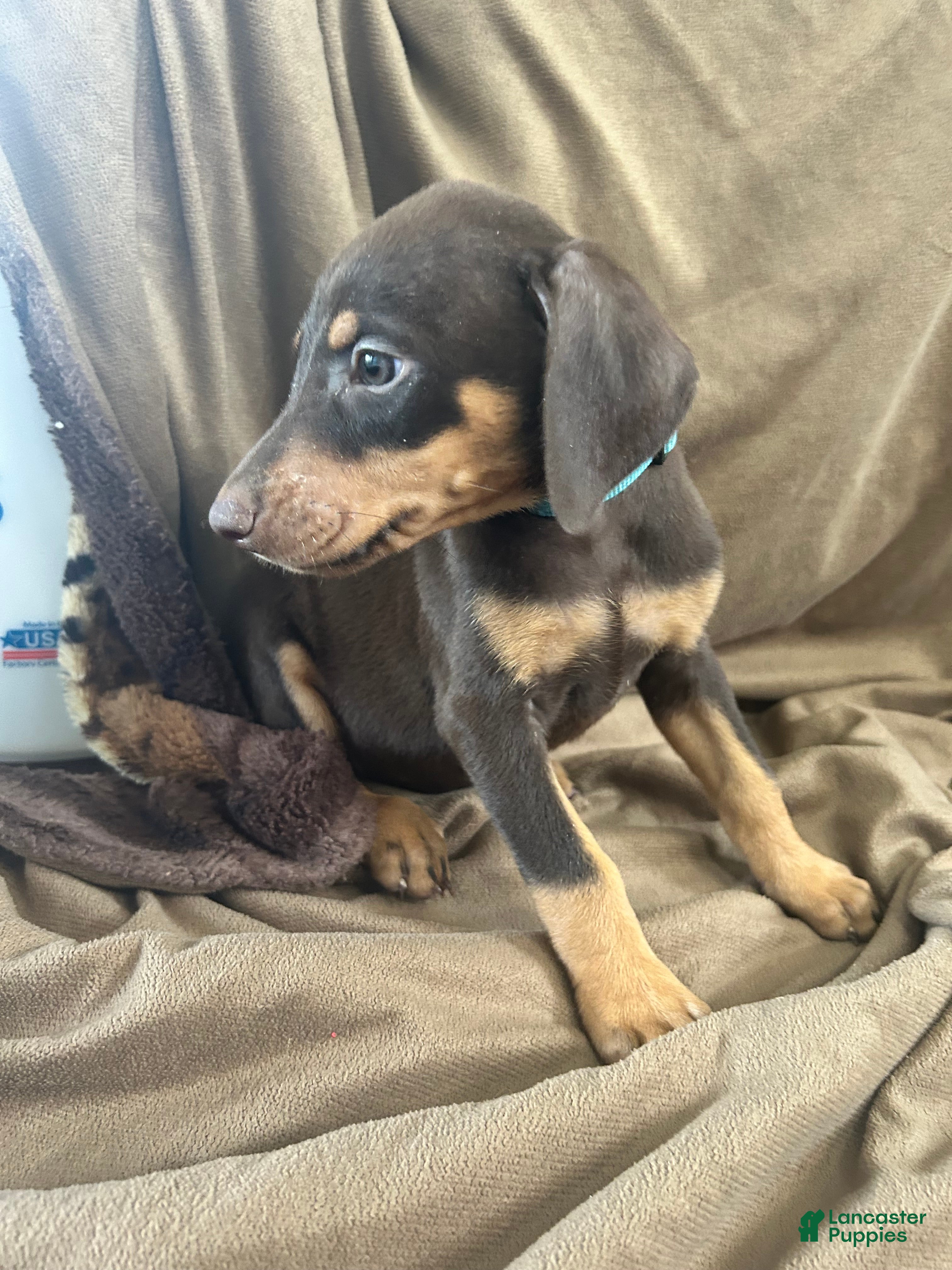 Doberman Pinscher dogs Blue Collar  - Ad 2