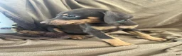 Doberman Pinscher dogs for sale: Blue Collar  - Ad 2