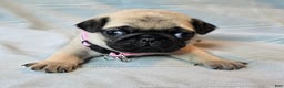 Pug dogs for sale: Farah - Ad 6