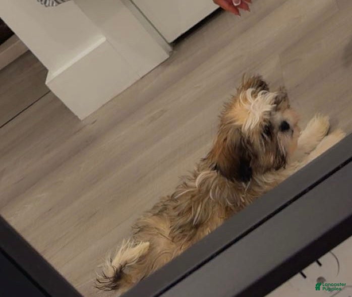Shih Tzu dogs for sale: Shih Tzu Puppy 1 - Ad 2