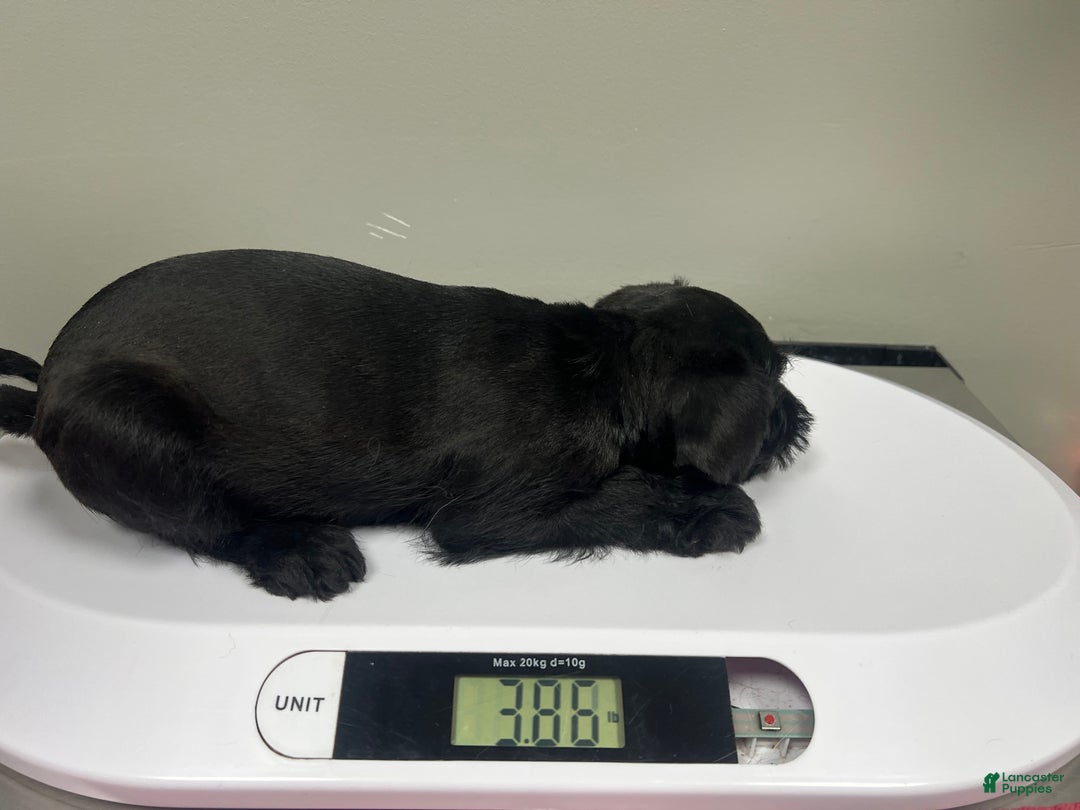 Miniature Schnauzer dogs for sale: Margo  - Ad 7