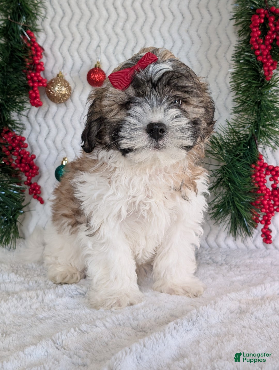 Teddy Bear dogs for sale: Kody - Ad 2