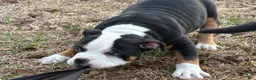 American Bully dogs for sale: Oreo - Ad 5