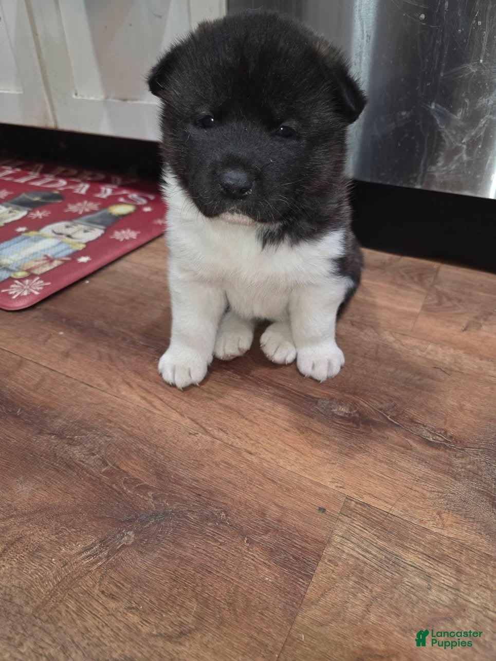 Akita dogs Cupid - Ad 1