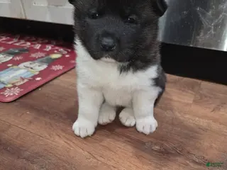 Akita dogs Cupid - Ad 1