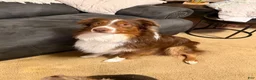 Australian Shepherd dogs for sale: Iggy - Ad 7