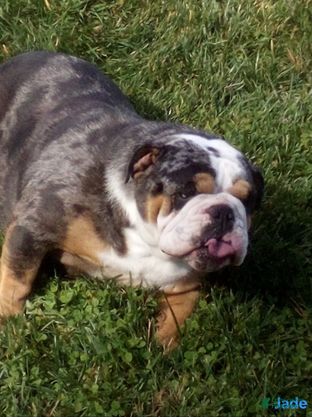 English Bulldog dogs for sale: AKC Harrison - Ad 9