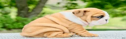 English Bulldog dogs for sale: Lainey - Ad 5