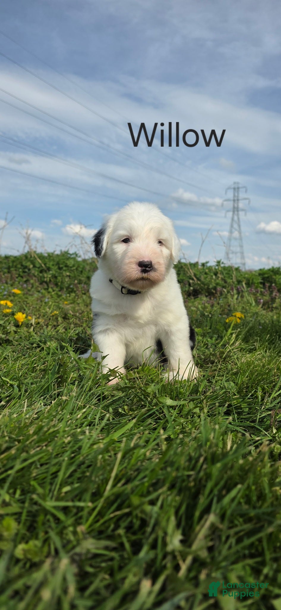Old English Sheepdog dogs Willow - Ad 5