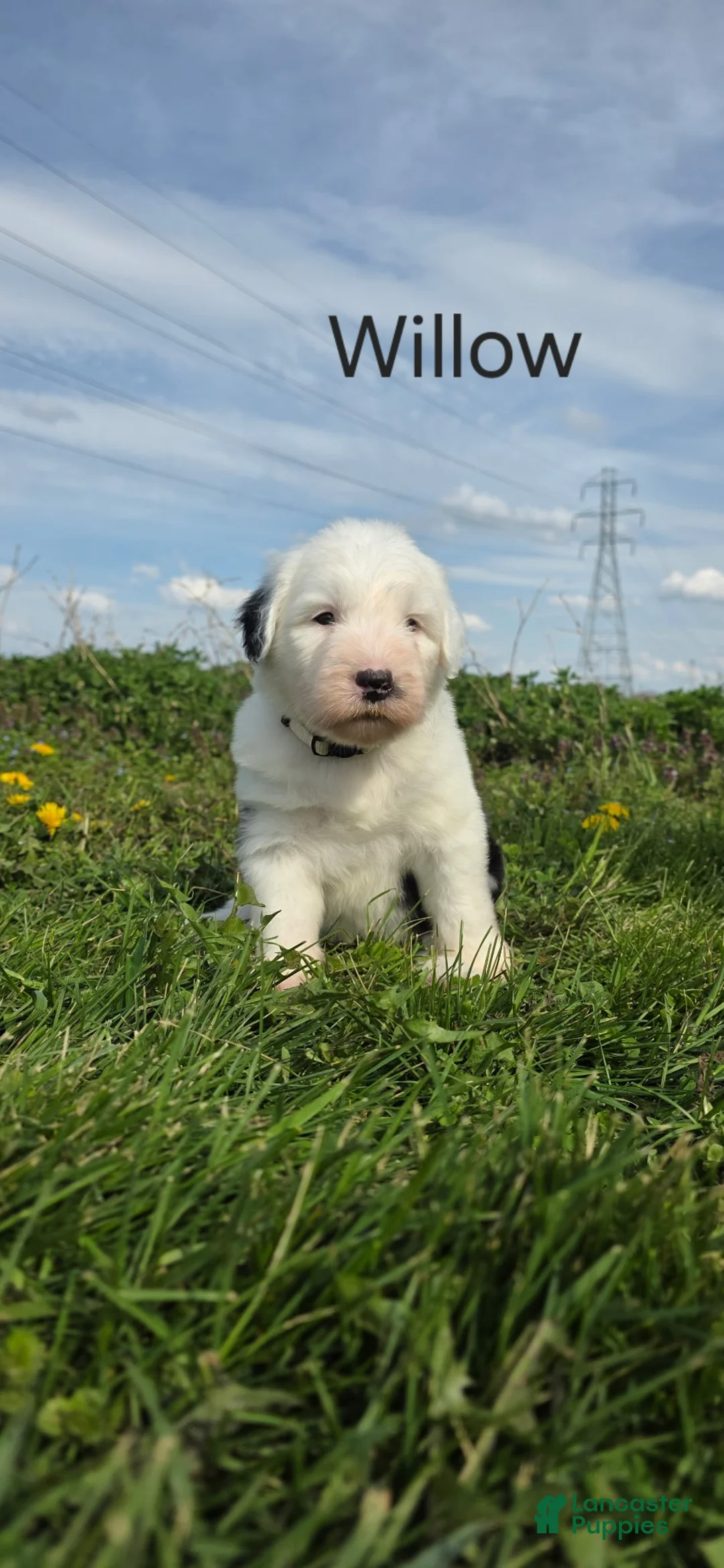 Old English Sheepdog dogs for sale: Willow - Ad 1