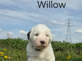 Old English Sheepdog dogs Willow - Ad 6