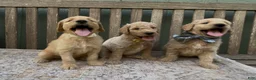 Goldendoodle dogs for sale: Ajax - Ad 4