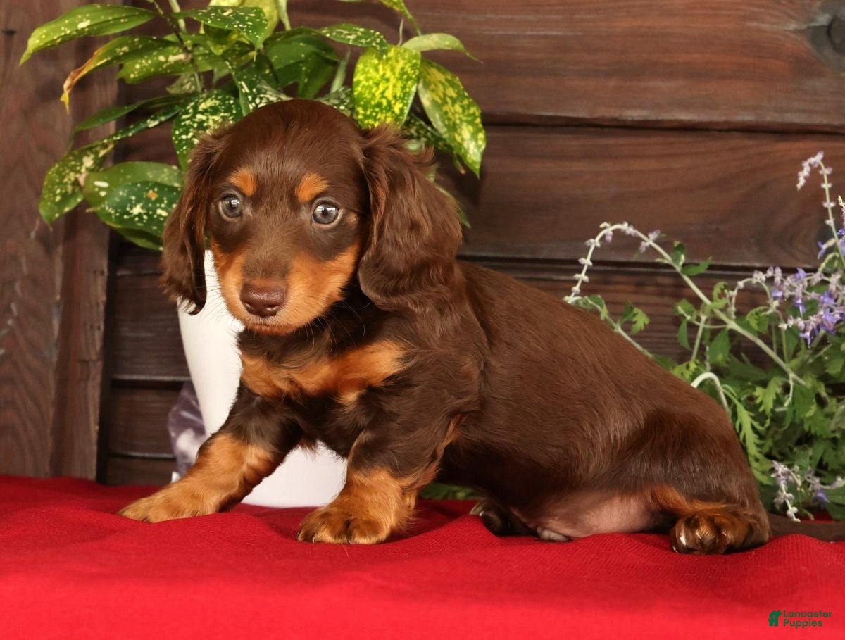 Miniature Dachshund dogs Teddy - Ad 2