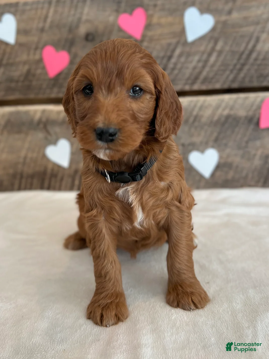 Irish Doodle dogs for sale: Jasmine - Ad 15