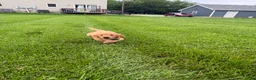 Golden Retriever dogs for sale: River - Ad 1