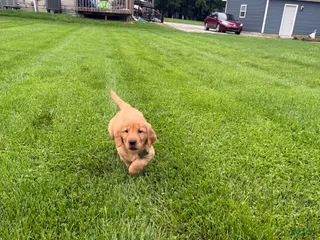 Golden Retriever dogs for sale: River - Ad 3