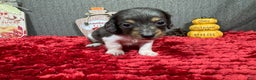 Miniature Dachshund dogs for sale: Miniature Dachshund Puppy 3 - Ad 6