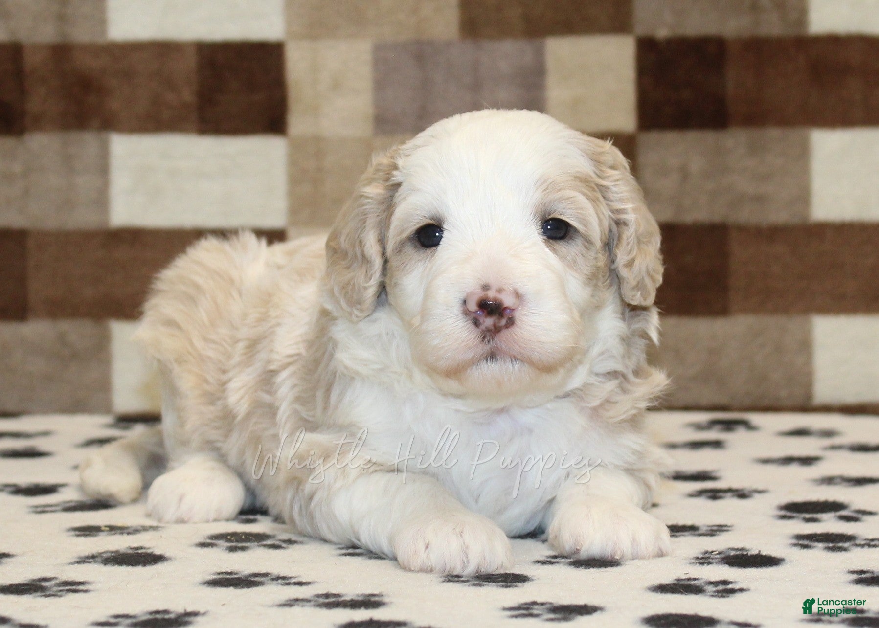 Mini Bernedoodle dogs Buddy - Ad 1