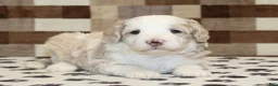 Mini Bernedoodle dogs for sale: Buddy - Ad 1