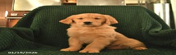 Golden Retriever dogs for sale: Rosemary  - Ad 3