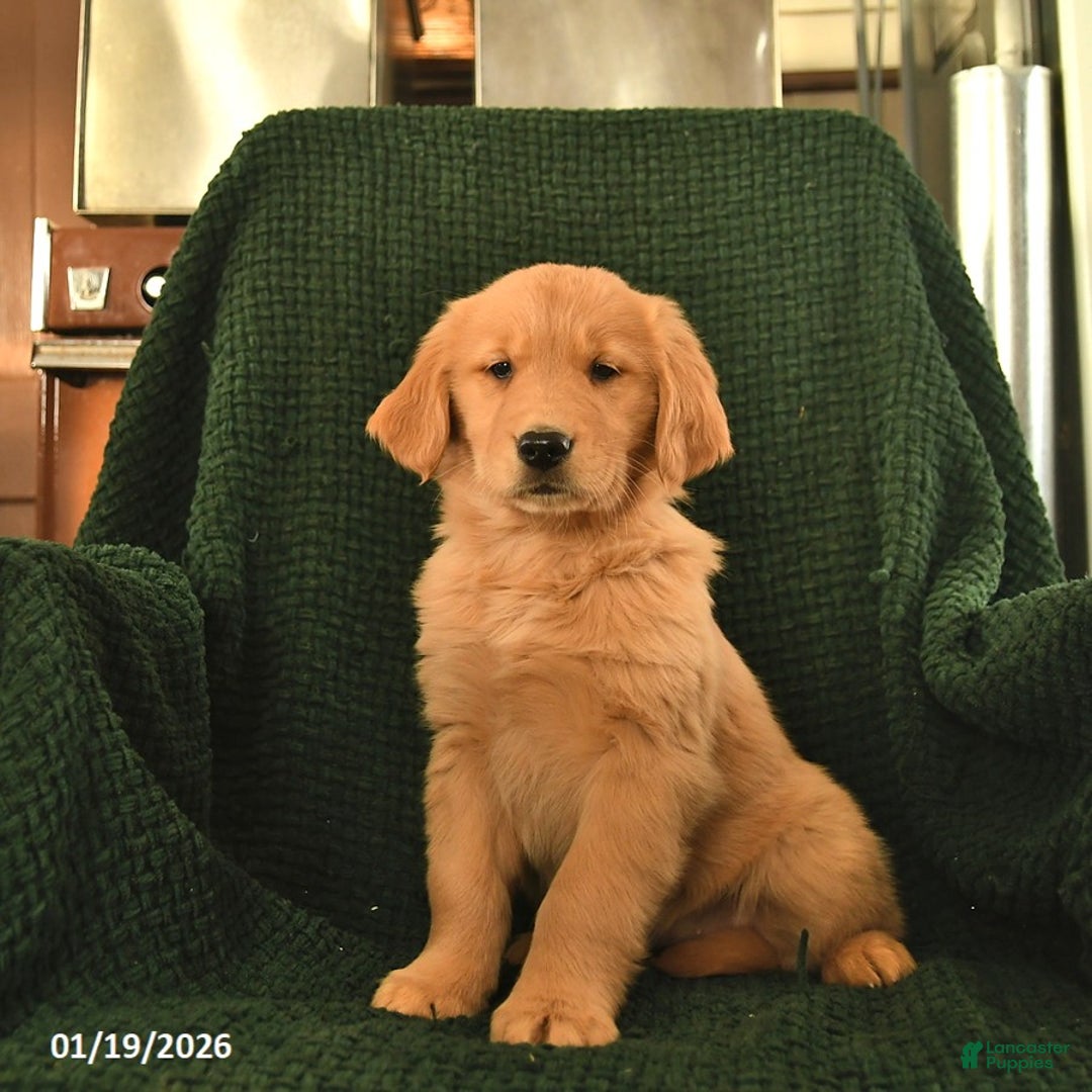 Golden Retriever dogs for sale: Rosemary  - Ad 3