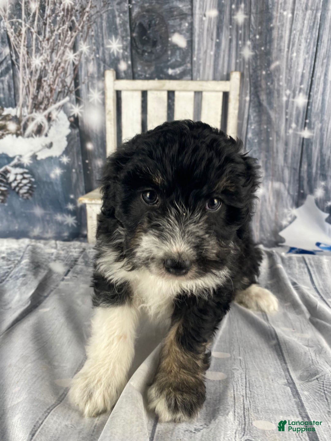 Aussiedoodle dogs for sale: Bella - Ad 18