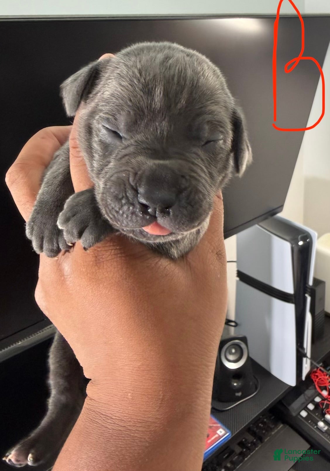 Cane Corso dogs Bear - Ad 1