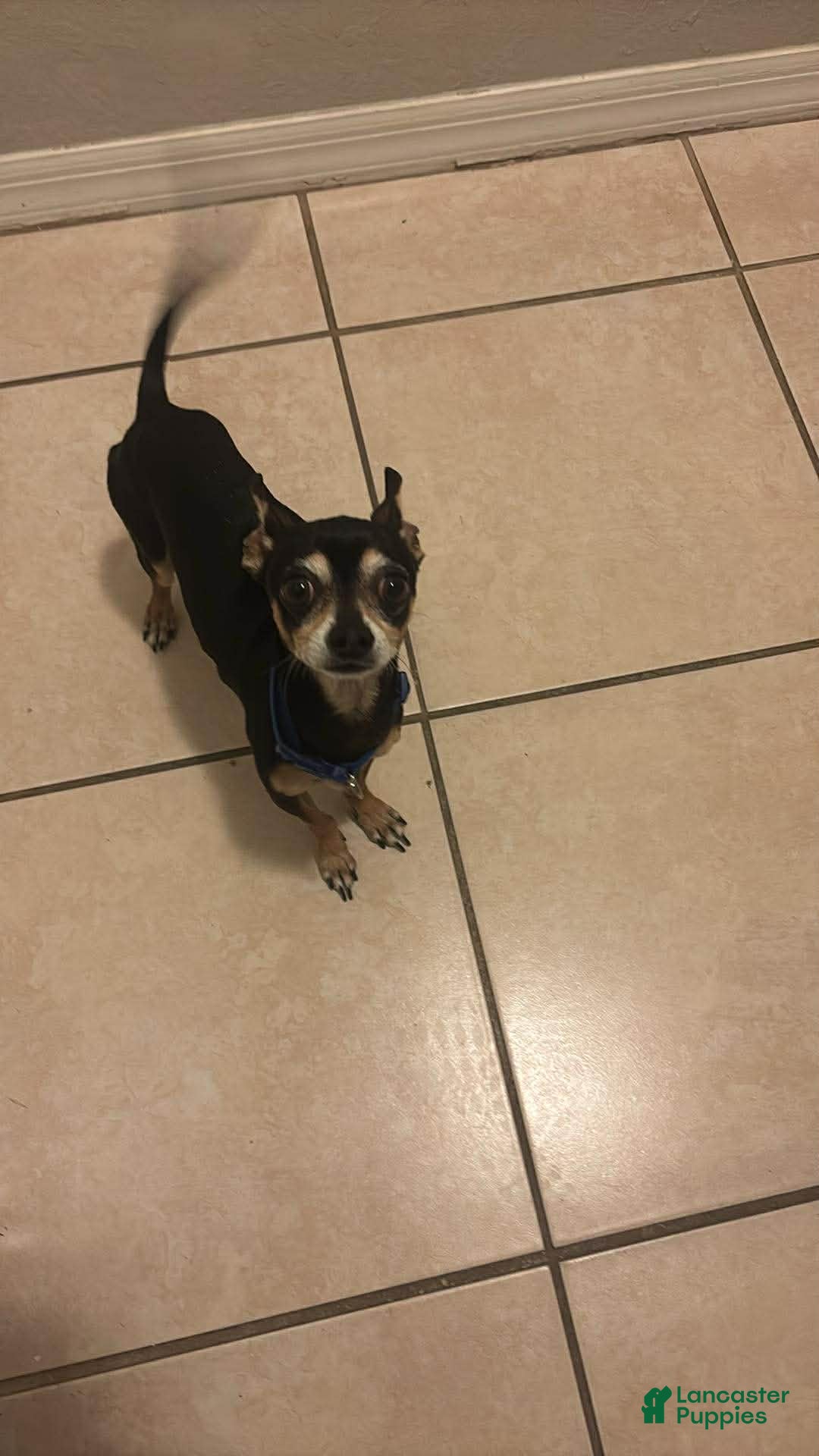 Chihuahua dogs Chihuahua Puppy 1 - Ad 12