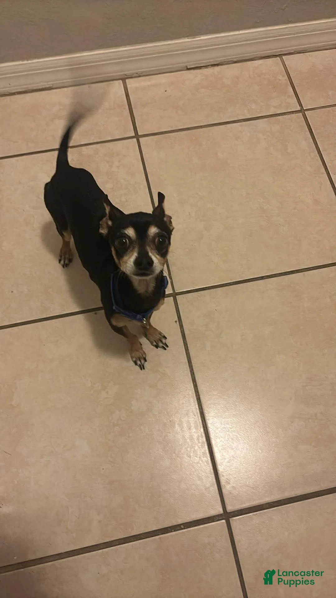 Chihuahua dogs for sale: Chihuahua Puppy 1 - Ad 1