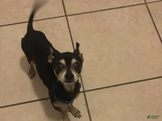 Chihuahua dogs Chihuahua Puppy 1 - Ad 12