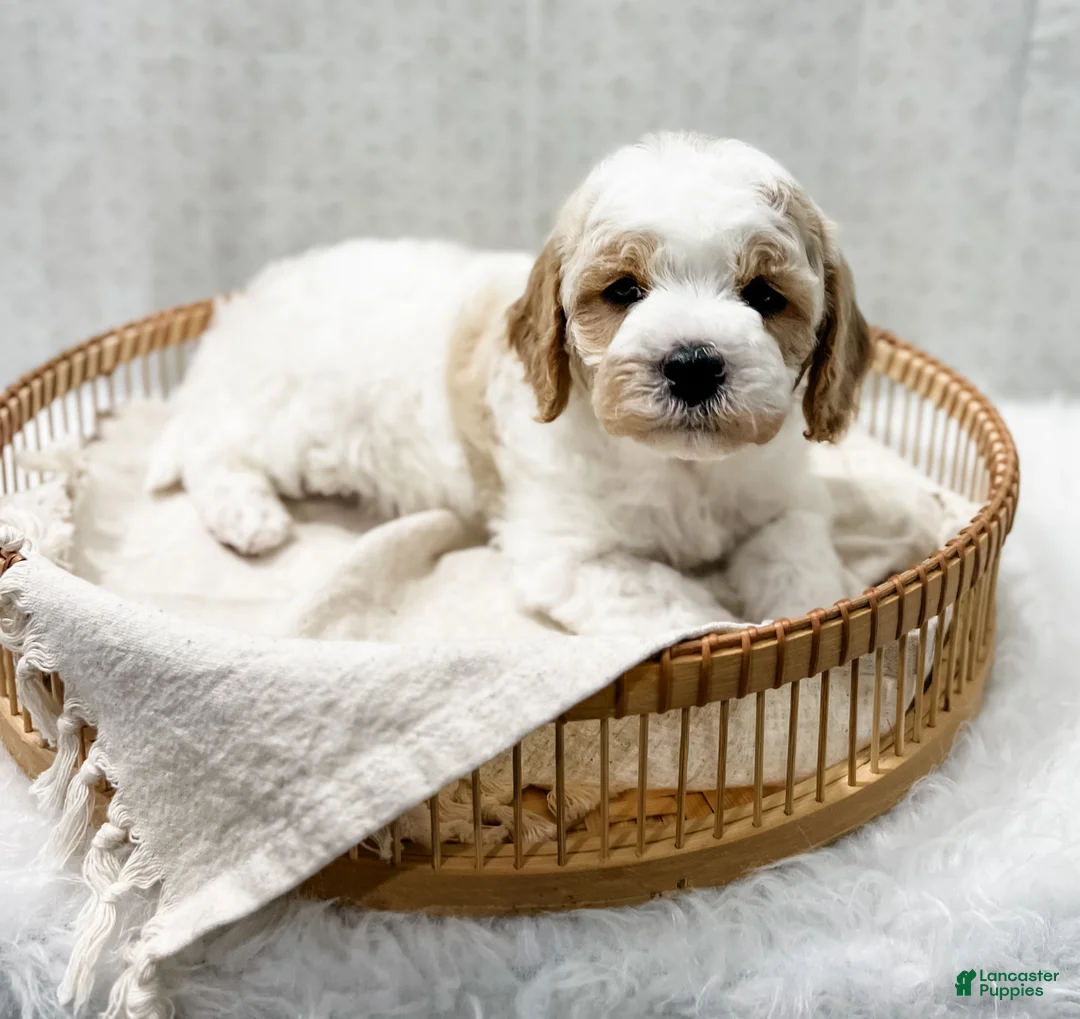 Cavapoo dogs for sale: River - Ad 2