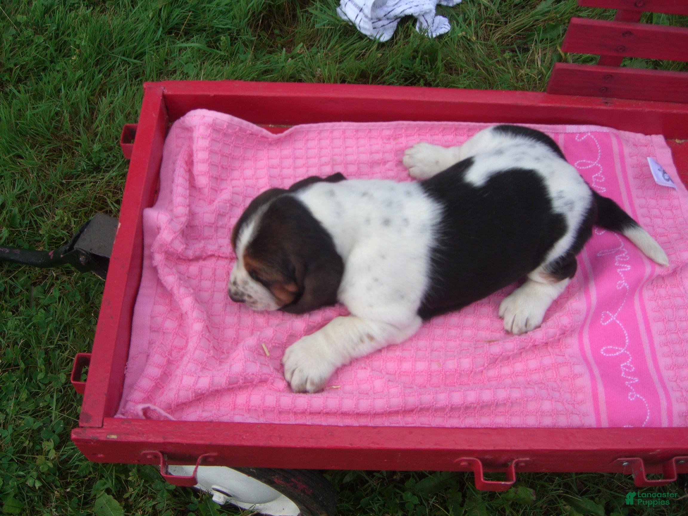 Basset Hound dogs Dolly - Ad 2