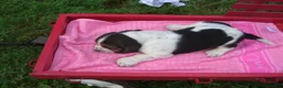 Basset Hound dogs for sale: Dolly - Ad 2