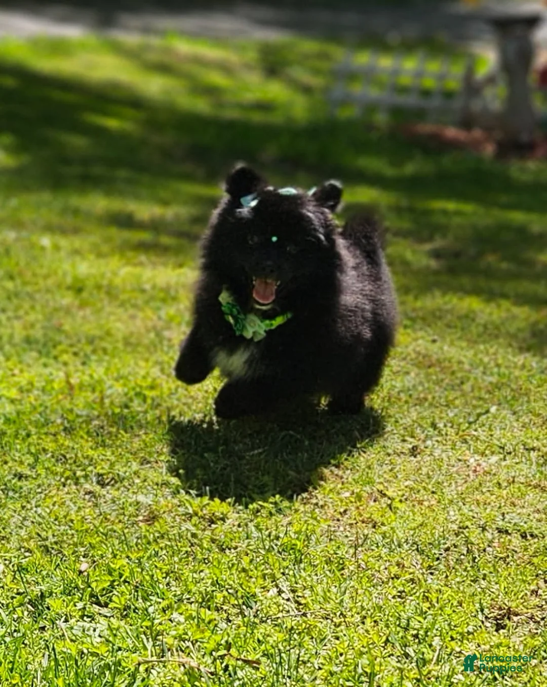 Pomeranian dogs for sale: Pomeranian Female 1 - Ad 3