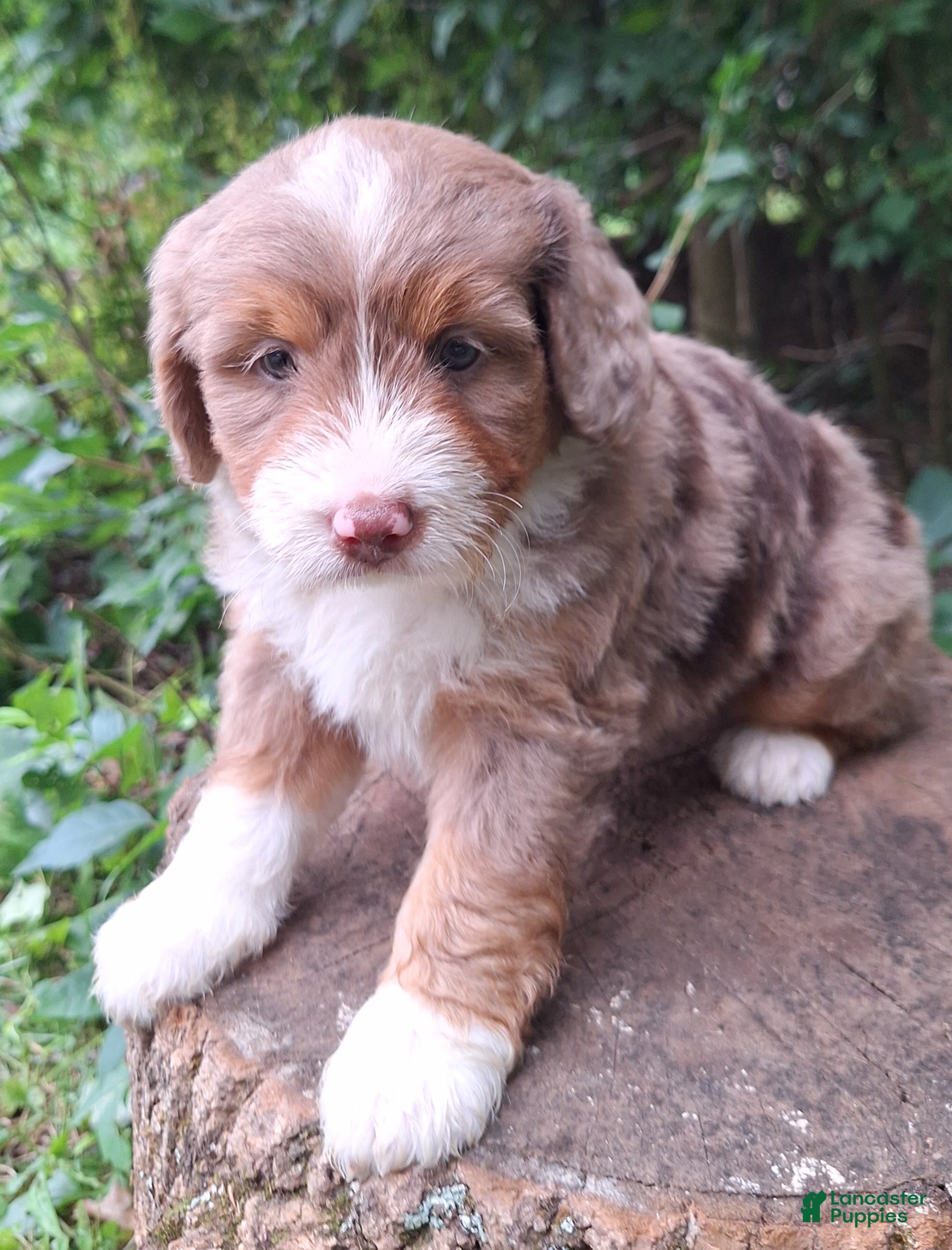 Mini Bernedoodle dogs Piper - Ad 1