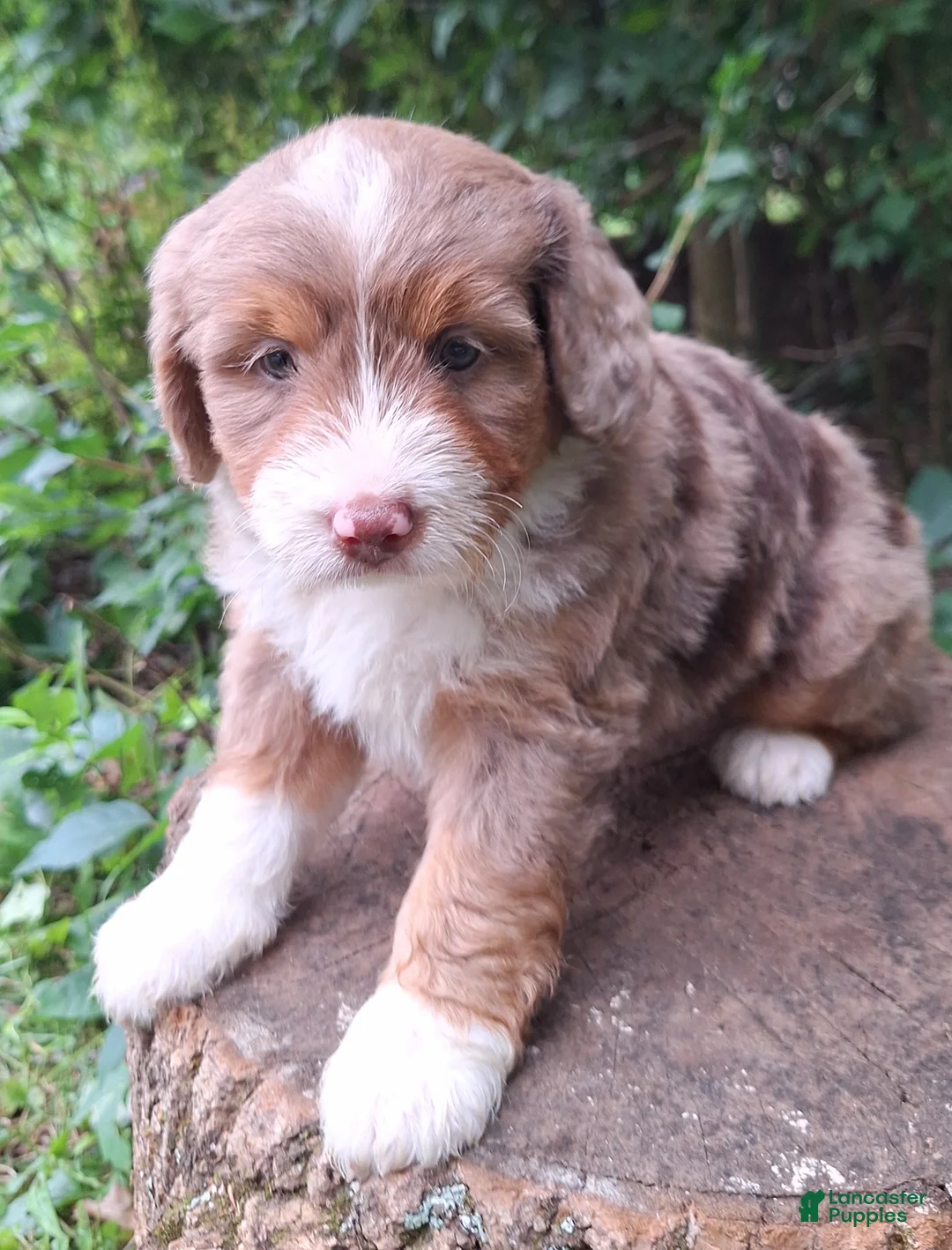 Mini Bernedoodle dogs for sale: Piper - Ad 1